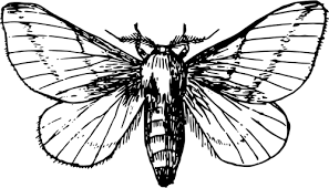 moth